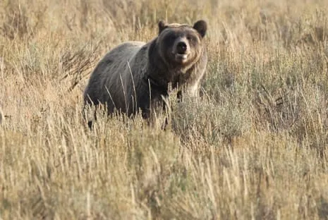 Hiker Attacked by Wild Animal in Wilderness Area Transported to Hospital